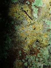 Chaenotheca ferruginea