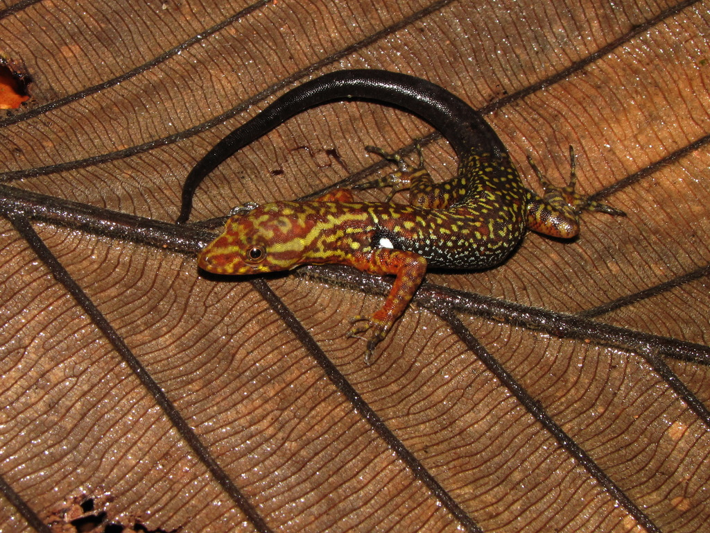 Para Gecko
