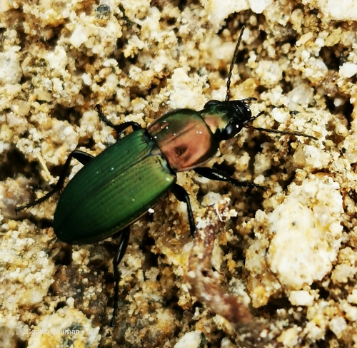 Poecilus kugelanni · iNaturalist