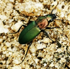 Poecilus kugelanni