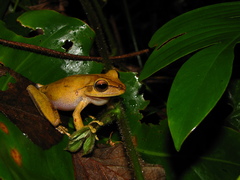 Boana multifasciata