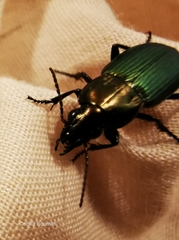 Poecilus kugelanni