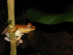 Boana multifasciata