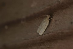 Antaeotricha haesitans