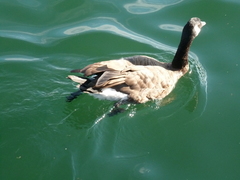 Branta canadensis