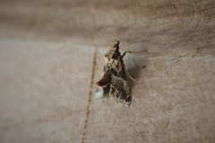 Neodavisia melusina