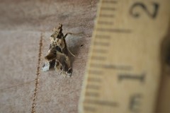 Neodavisia melusina