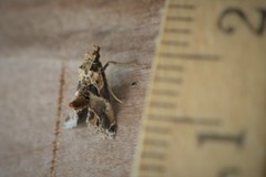 Neodavisia melusina
