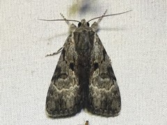 Catocala andromedae
