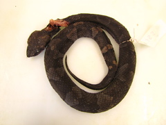 Bothrocophias hyoprora