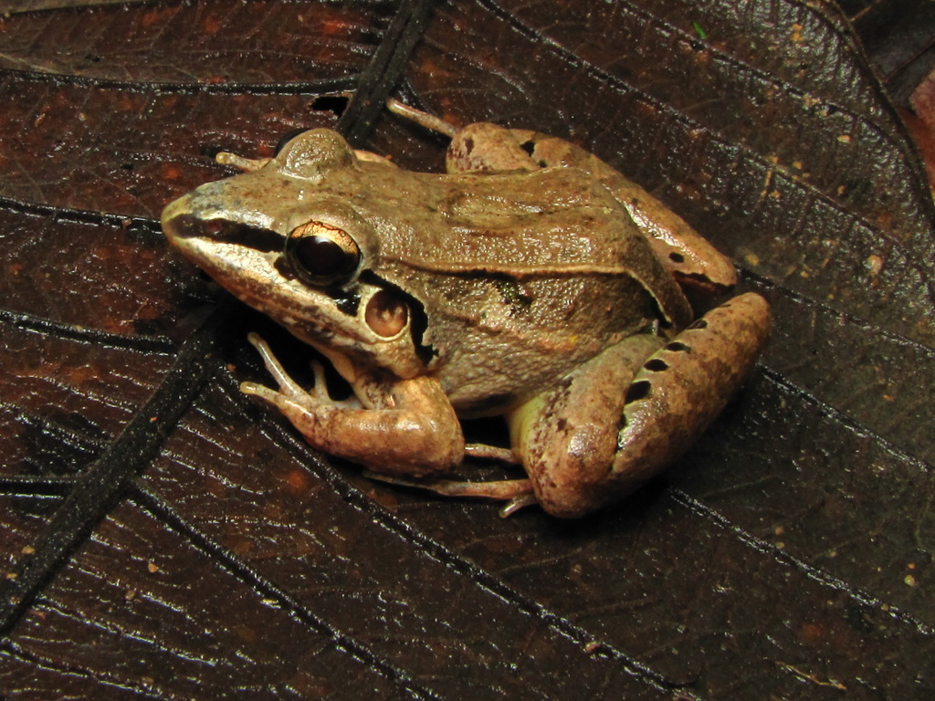 Long Snouted Thin-Toed Frog