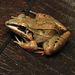 Leptodactylus longirostris - Photo (c) Henrique C. Costa, alguns direitos reservados (CC BY-NC), uploaded by Henrique C. Costa