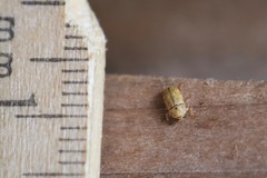 Pachybrachis diversus