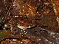 Leptodactylus petersii