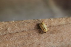 Pachybrachis diversus