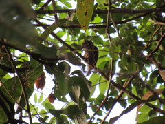 Picumnus albosquamatus