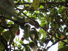 Picumnus albosquamatus