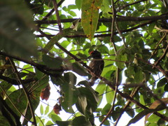 Picumnus albosquamatus