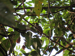 Picumnus albosquamatus
