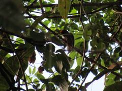 Picumnus albosquamatus