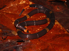 Micrurus hemprichii