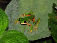 Pithecopus hypochondrialis