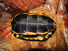 Platemys platycephala