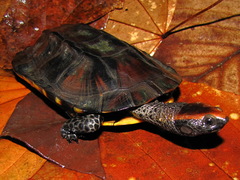 Platemys platycephala