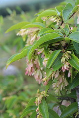 Ruprechtia laxiflora