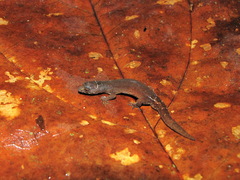 Pseudogonatodes guianensis