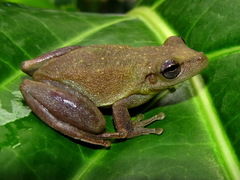 Boeseman's Snouted Treefrog photo 1