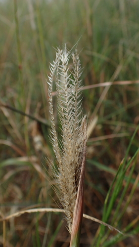 Prieur's umbrella grass (Enteropogon prieurii)