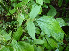 Melanoseris graciliflora