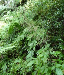 Melanoseris graciliflora