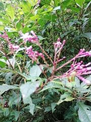 Fuchsia paniculata