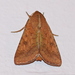 Cotton Bollworm Moth - Photo (c) Kostas Zontanos, some rights reserved (CC BY-NC), uploaded by Kostas Zontanos