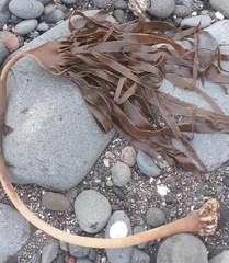 Laminaria hyperborea