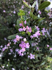 Boronia algida