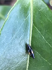 Tachinus subterraneus