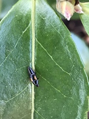 Tachinus subterraneus