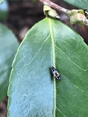 Tachinus subterraneus