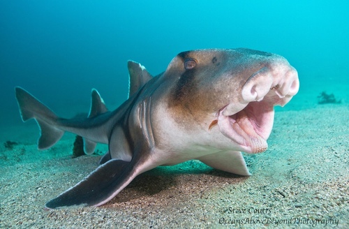 Port Jackson Shark