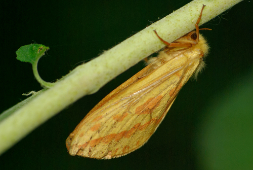 Hepialus humuli