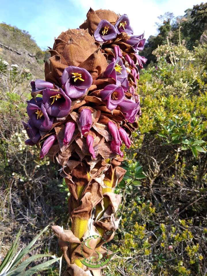 Puya loca