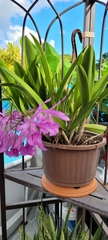× Brassocattleya
