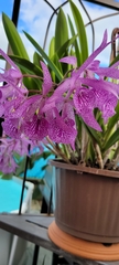× Brassocattleya