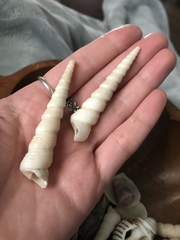 Turritella