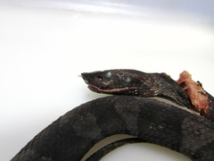 Bothrocophias hyoprora
