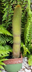Cleistocactus