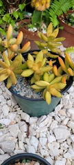 Pachyphytum